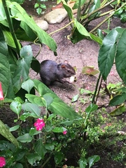 Dasyprocta fuliginosa