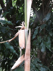 Guadua paniculata