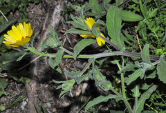 Calendula suffruticosa