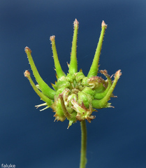 Calendula suffruticosa