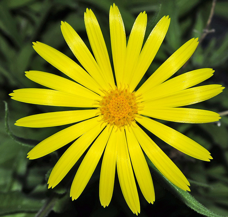 Sea Marigold