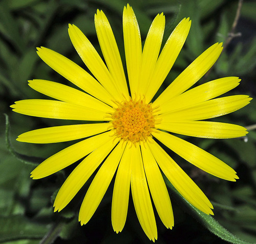 Calendula suffruticosa Vahl