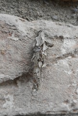 Canephora hirsuta