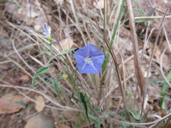 Jacquemontia evolvuloides
