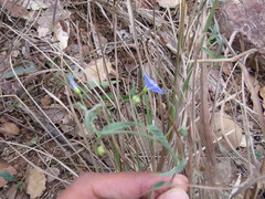 Jacquemontia evolvuloides