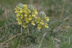 Pedicularis flava