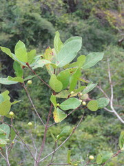 Glossostipula blepharophylla