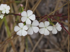 Buchnera pusilla