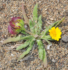 Calendula tripterocarpa