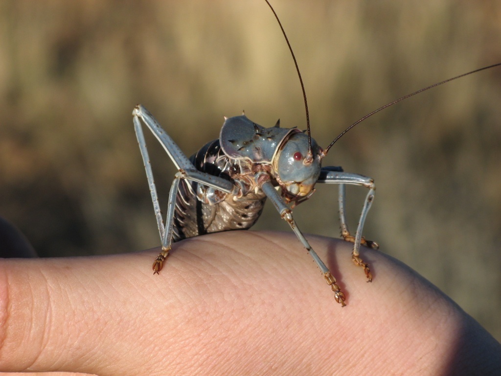 Armoured Corncrickets