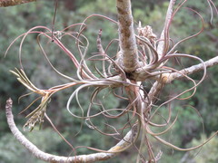 Tillandsia pseudobaileyi