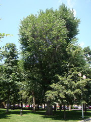 Ulmus
