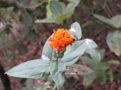 Lasianthaea macrocephala