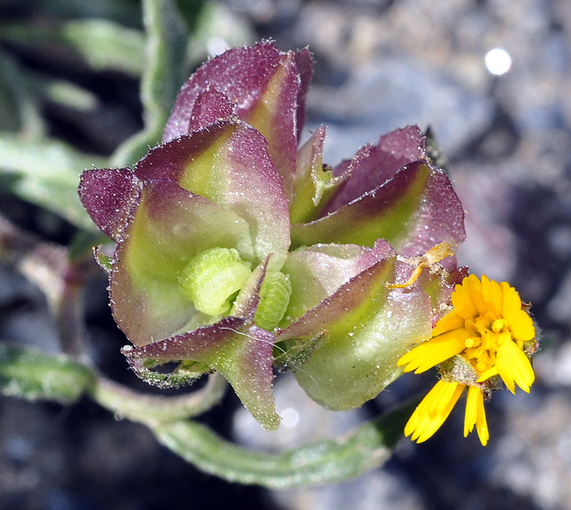 Calendula tripterocarpa