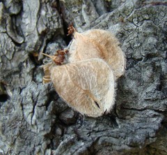 Ulmus
