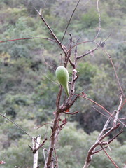 Blepharodon mucronatum