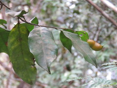 Swartzia simplex continentalis