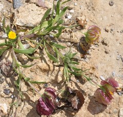 Calendula tripterocarpa