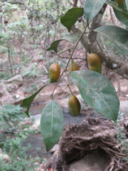 Swartzia simplex continentalis