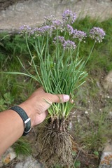 Allium senescens