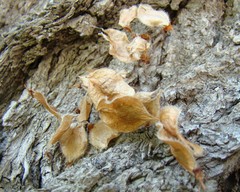 Ulmus