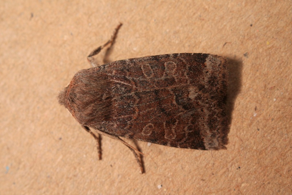 Conistra alicia