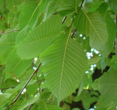 Ulmus
