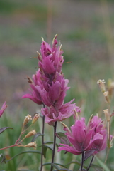 Castilleja arctica