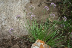 Allium senescens