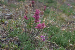 Castilleja arctica