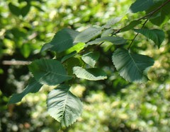 Ulmus