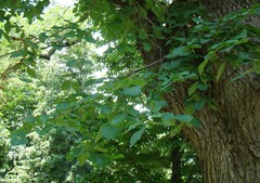 Ulmus