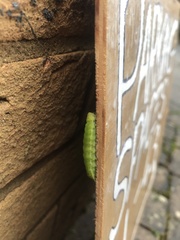 Lepidoptera