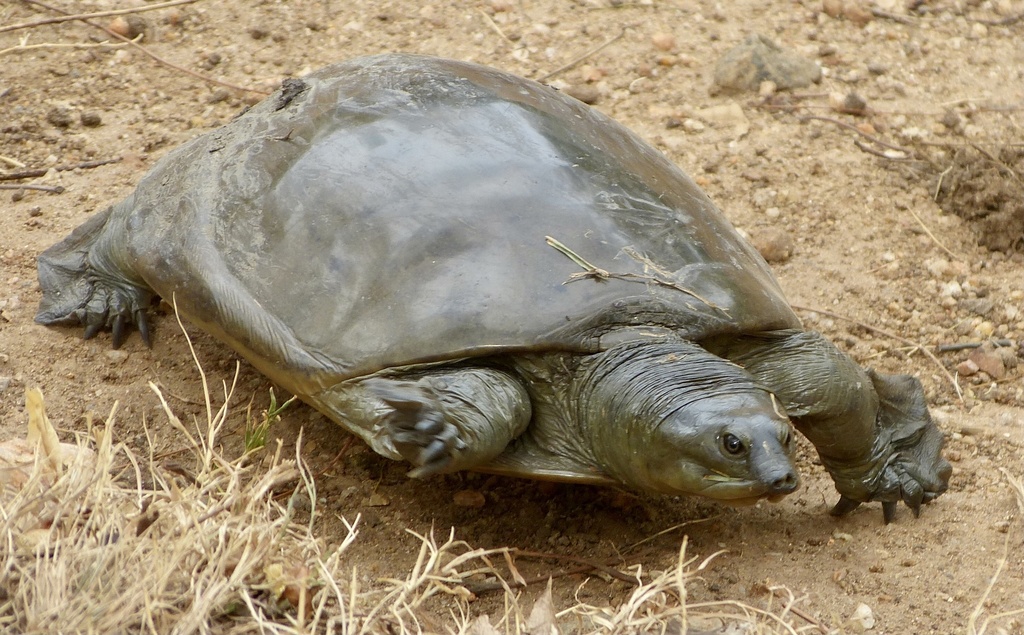 Lissemys ceylonensis
