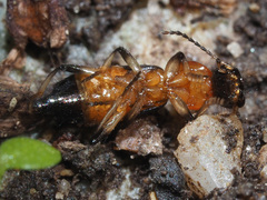 Paederus schoenherri