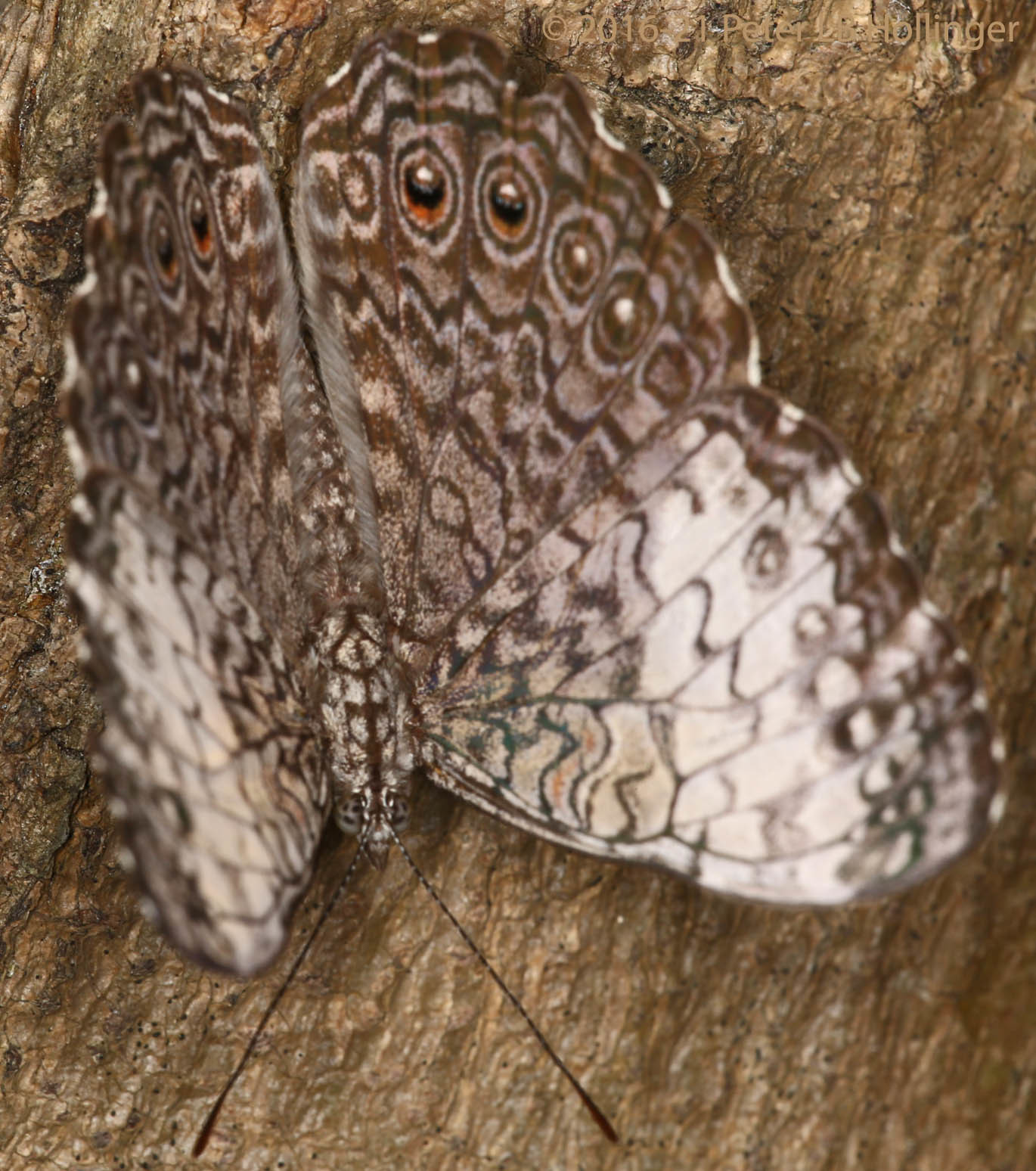 Biblidini image
