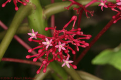 Vasconcellea parviflora image