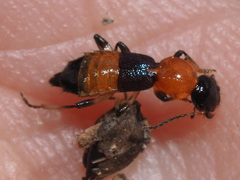 Paederus schoenherri