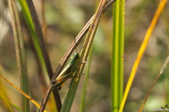 Pseudochorthippus montanus