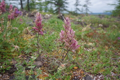 Castilleja pallida