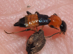 Paederus schoenherri