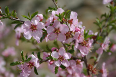 Prunus pedunculata