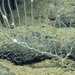 Harp Sponge - Photo (c) NOAA Photo Library, some rights reserved (CC BY)