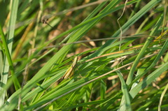 Mecostethus parapleurus
