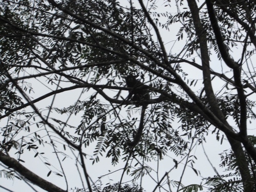 Saguinus nigricollis