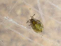 Acalypta