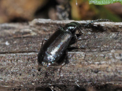 Microlestes maurus