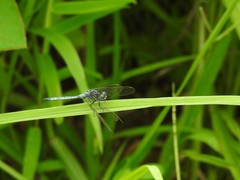 Orthetrum abbotti