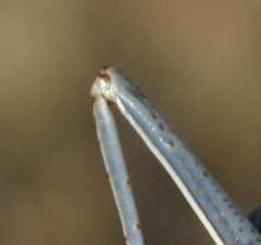 Acanthoplus discoidalis