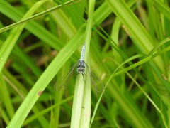 Orthetrum abbotti